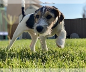 Father of the Parson Russell Terrier puppies born on 10/26/2022