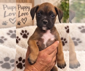 Boxer Puppy for sale in LAURENS, SC, USA
