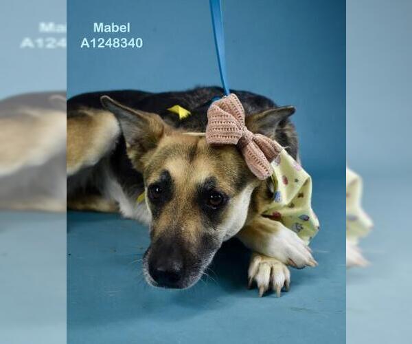 Medium Photo #1 German Shepherd Dog Puppy For Sale in Bakersfield, CA, USA