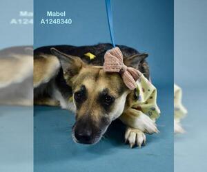 German Shepherd Dog Dogs for adoption in Bakersfield, CA, USA