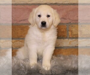 English Cream Golden Retriever Puppy for sale in FREDERICKSBG, OH, USA