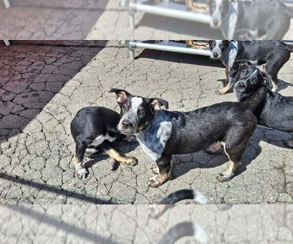 Medium Photo #11 Mutt Puppy For Sale in Sebec, ME, USA
