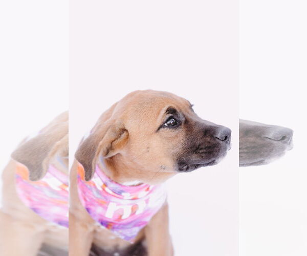 Medium Photo #13 American Staffordshire Terrier-Boxer Mix Puppy For Sale in Princeton, MN, USA