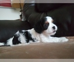 Small Photo #117 Cavalier King Charles Spaniel Puppy For Sale in HOWLAND, OH, USA
