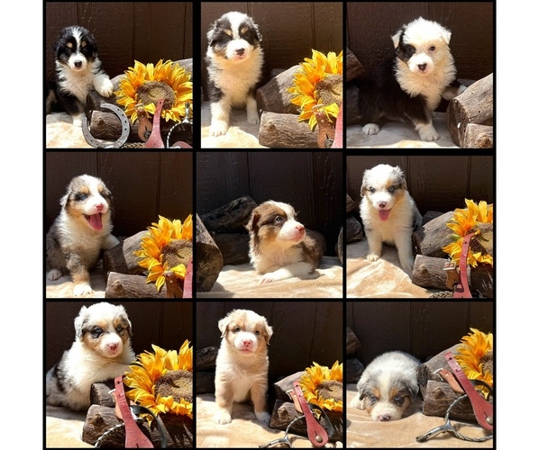 Medium Photo #1 Australian Shepherd Puppy For Sale in EUSTIS, FL, USA