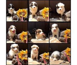 Australian Shepherd Puppy for sale in EUSTIS, FL, USA