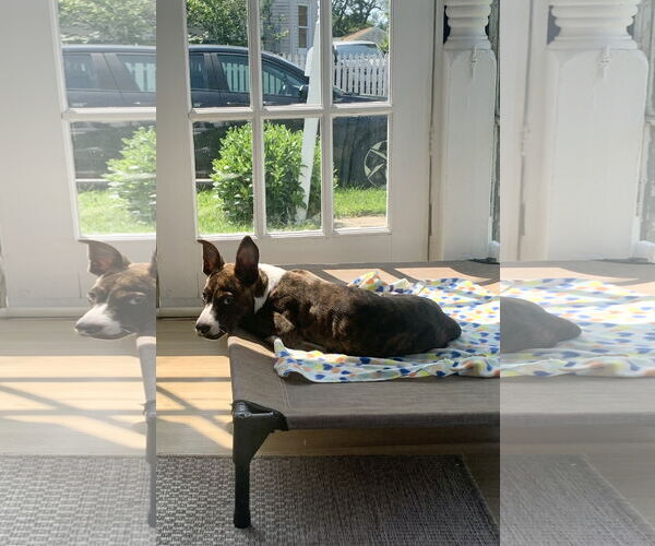 Medium Photo #25 American Pit Bull Terrier-Mountain Cur Mix Puppy For Sale in Oakhurst, NJ, USA