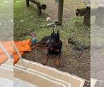 Small Photo #6 Doberman Pinscher Puppy For Sale in Buffalo, MN, USA