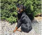 Small Photo #2 Rottweiler Puppy For Sale in Albuquerque, NM, USA