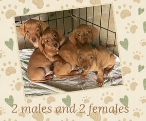 Dachshund Puppy for sale in ENTERPRISE, AL, USA