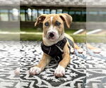 Small #9 Labrador Retriever Mix