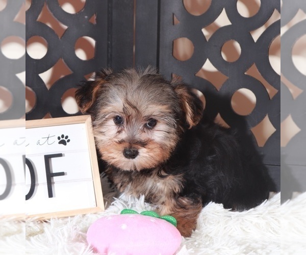 Medium Photo #1 YorkiePoo Puppy For Sale in MOUNT VERNON, OH, USA