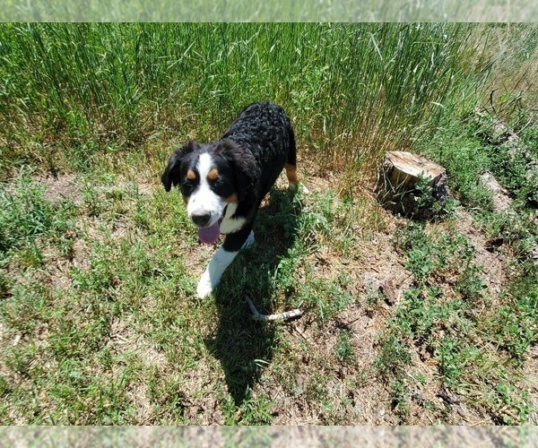 Medium Photo #29 Bernese Mountain Dog Puppy For Sale in PEYTON, CO, USA