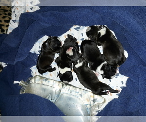 Boston Terrier Puppy for sale in GALESBURG, IL, USA