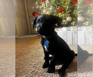 Poodle (Standard)-Unknown Mix Dogs for adoption in Plainfield, IL, USA