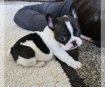 Small Photo #2 French Bulldog Puppy For Sale in FAIR GROVE, MO, USA