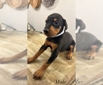 Small #3 Doberman Pinscher