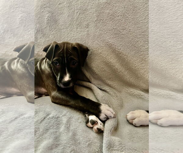 Medium Photo #5 American Pit Bull Terrier-Unknown Mix Puppy For Sale in Hillsboro, MO, USA