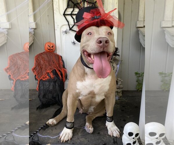 Medium Photo #7 Mutt Puppy For Sale in Miami, FL, USA