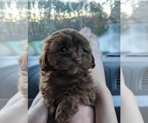 Shih-Poo Puppy for sale in SPENCER, TN, USA