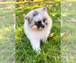 Bailey - Male Pomeranian Puppy for Sale - Photo #8