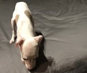 Small Photo #3 Italian Greyhound Puppy For Sale in BROOKLYN, NY, USA