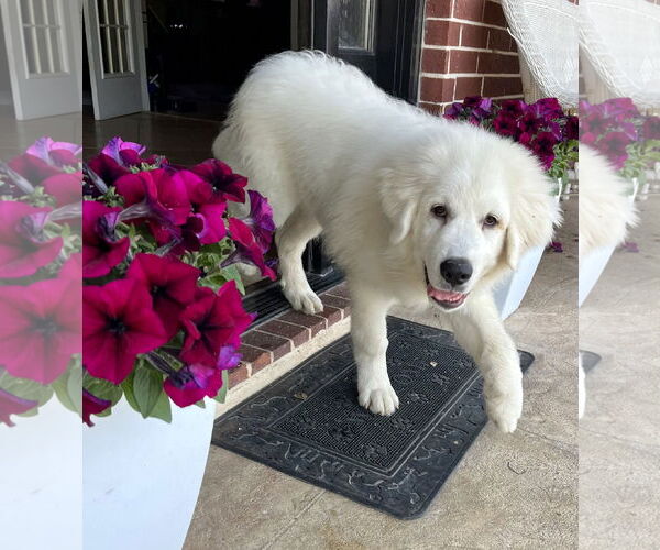 Medium Photo #3 Great Pyrenees Puppy For Sale in Bend, OR, USA