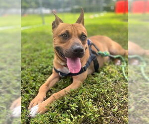 American Staffordshire Terrier Dogs for adoption in Fort Lauderdale, FL, USA