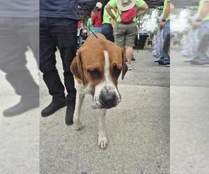 Saint Bernard-Unknown Mix Dogs for adoption in San Antonio, TX, USA