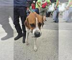 Small Saint Bernard Mix