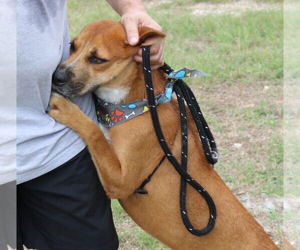Medium Photo #3 Black Mouth Cur-Labrador Retriever Mix Puppy For Sale in Bandera, TX, USA
