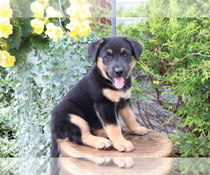 Akita-Labrador Retriever Mix Puppy for sale in SHILOH, OH, USA
