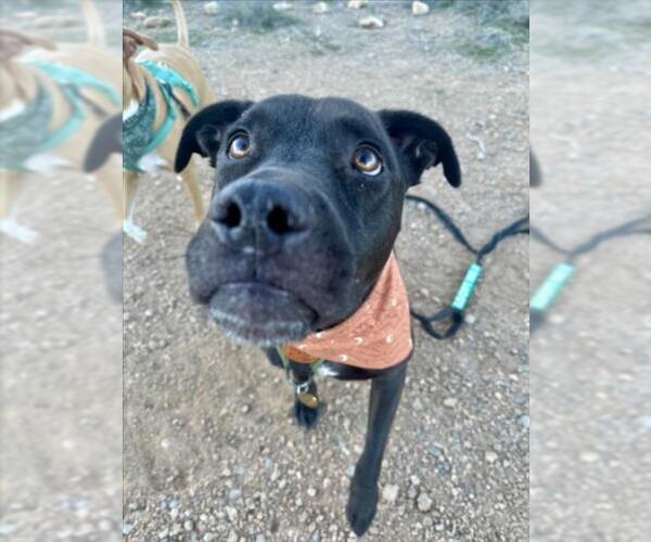 Medium Photo #2 Labrador Retriever-Unknown Mix Puppy For Sale in Las Vegas, NV, USA