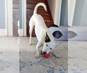Mutt Dogs for adoption in Waterloo, IA, USA