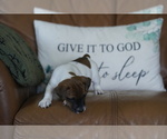 Small #23 Jack Russell Terrier