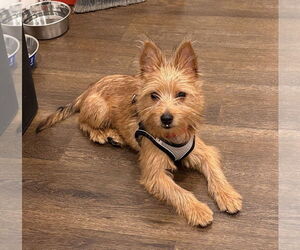 Mutt Dogs for adoption in Philadelphia, PA, USA