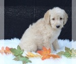 Small Photo #9 Labradoodle Puppy For Sale in FREDERICKSBURG, OH, USA