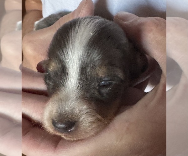 Medium Photo #1 Dachshund Puppy For Sale in COLORADO SPRINGS, CO, USA