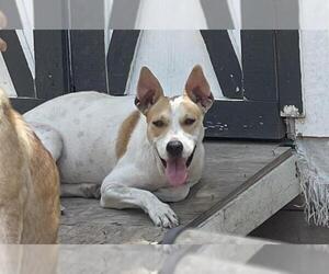 American Staffordshire Terrier-Unknown Mix Dogs for adoption in San Antonio, TX, USA