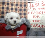 Small Photo #3 Maltese Puppy For Sale in MOMEYER, NC, USA