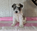 Small #1 Schnauzer (Miniature)