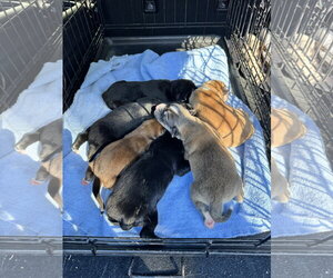 Sunshine - TRAINING CAMP - Female Unknown-pomeranian spitz Mix Dog for Adoption - Photo #3