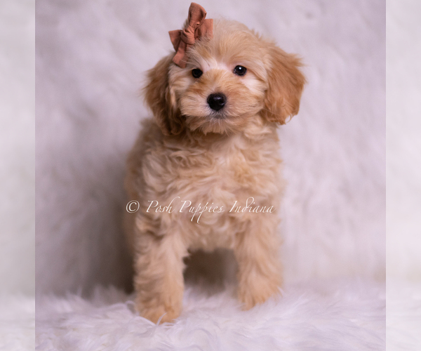 Medium Photo #3 Goldendoodle (Miniature) Puppy For Sale in WARSAW, IN, USA