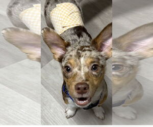 Rat-Cha Dogs for adoption in Alexandria, KY, USA
