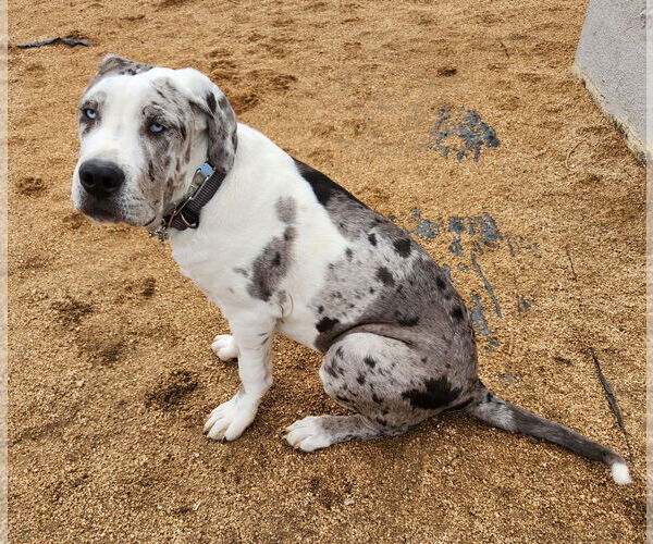 Medium Photo #6 Great Dane Puppy For Sale in Goodyear, AZ, USA