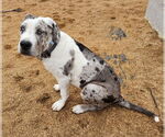Small #5 Great Dane