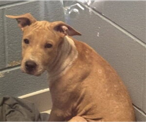 Labrador Retriever-Unknown Mix Dogs for adoption in Corpus Christi, TX, USA