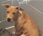 Small Labrador Retriever Mix