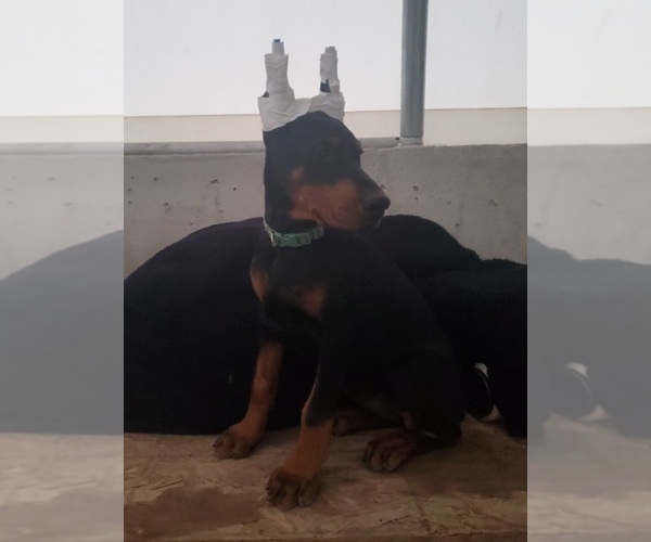 Medium Photo #1 Doberman Pinscher Puppy For Sale in AUBURN, IN, USA