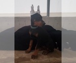 Puppy 1 Doberman Pinscher